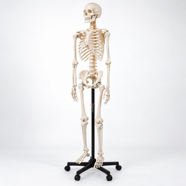 Anatomical Human Skeleton